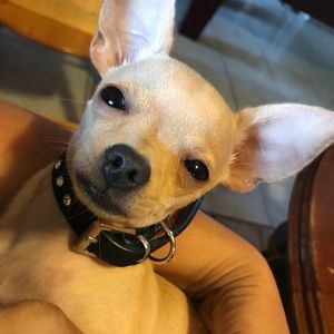 Meet your Posher, Norma